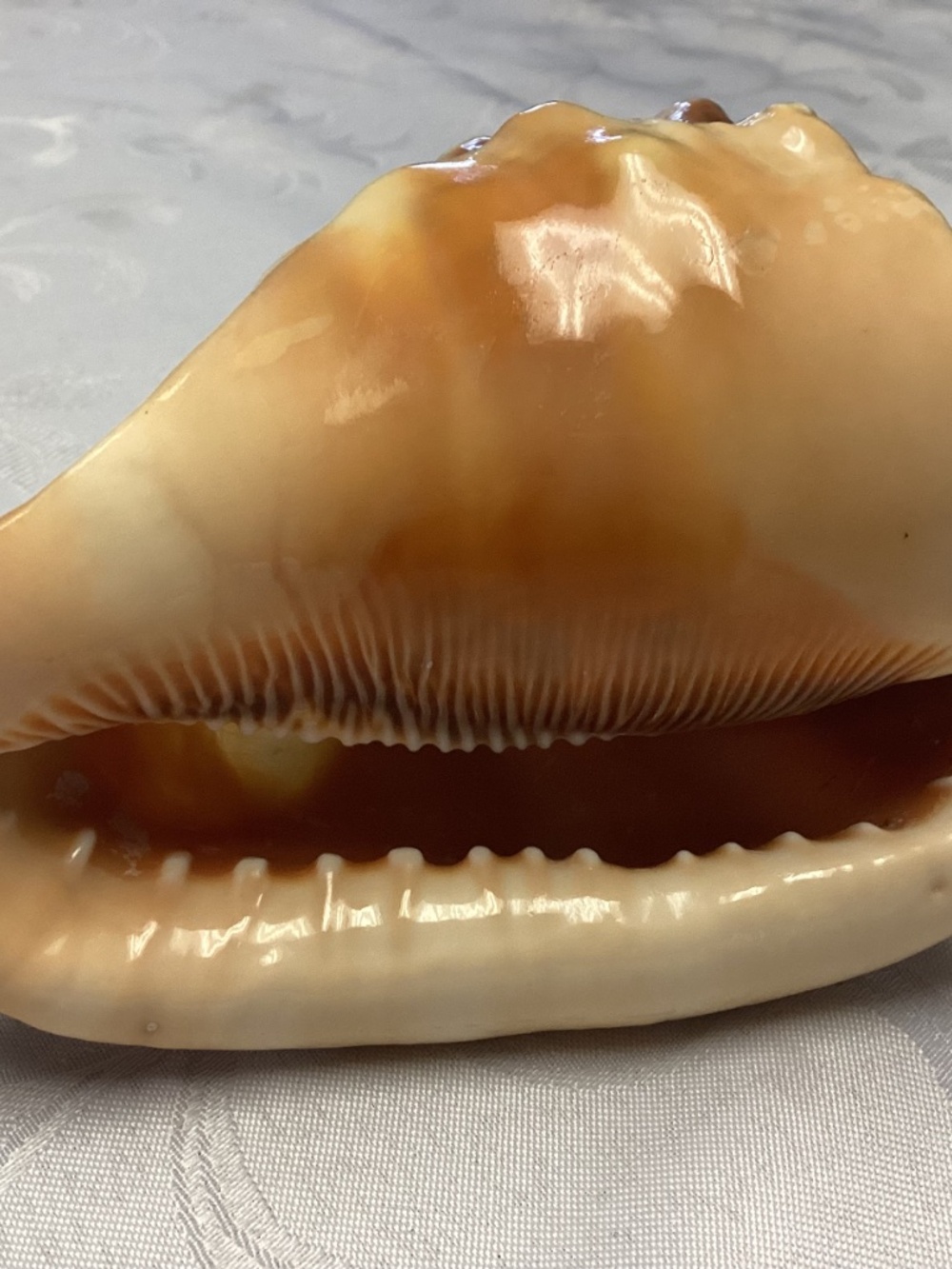 BEAUTIFUL Vintage Italian LARGE Hand Carved Cameo Conch Shell MINT CONDITION - Picture 4 of 10
